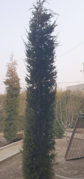 Маржавина Арча бўйи 3-4метр жуда фойдали.Ўзидан хид чиқаради