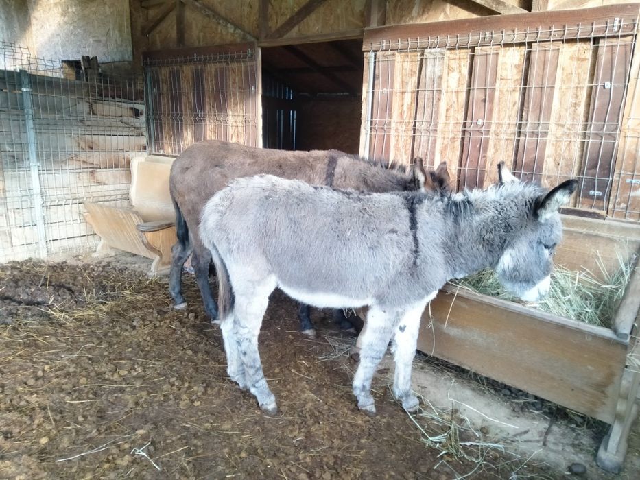 Măgar și măgăreața tineri