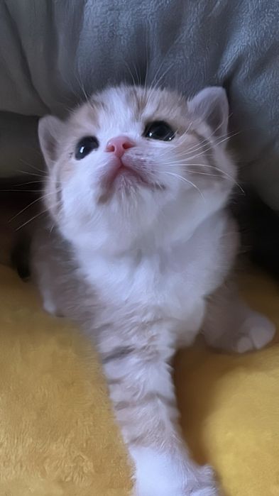 Продается сотилади