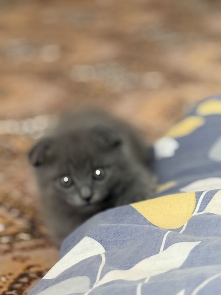 Scottish fold sotiladi 3 oylik