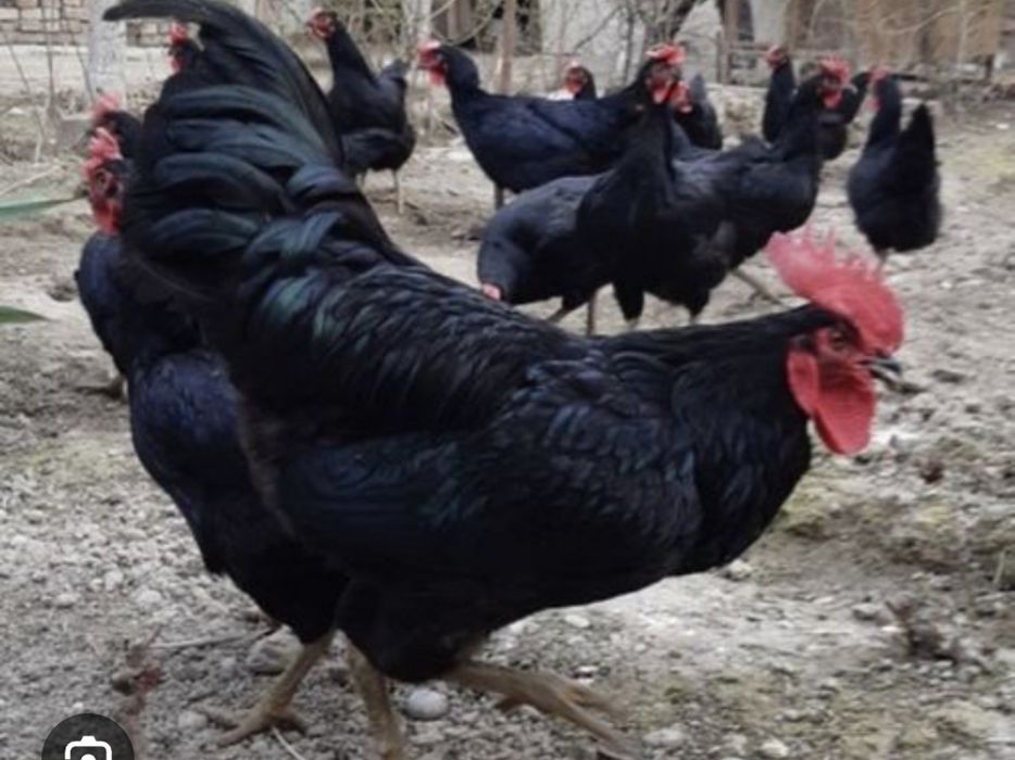 Кора шахзода тухумлари. Оплод зур.