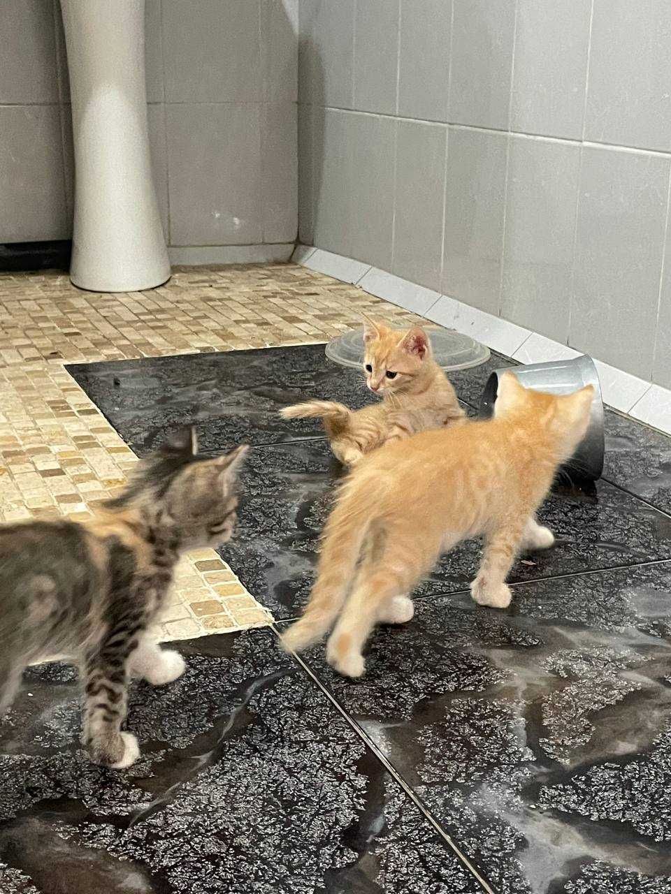 Подарю котят в добрые руки