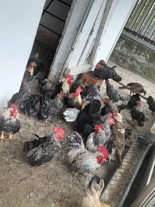 Vând sau schimb gainuse chabo