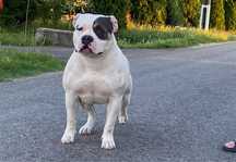 Femela American bully