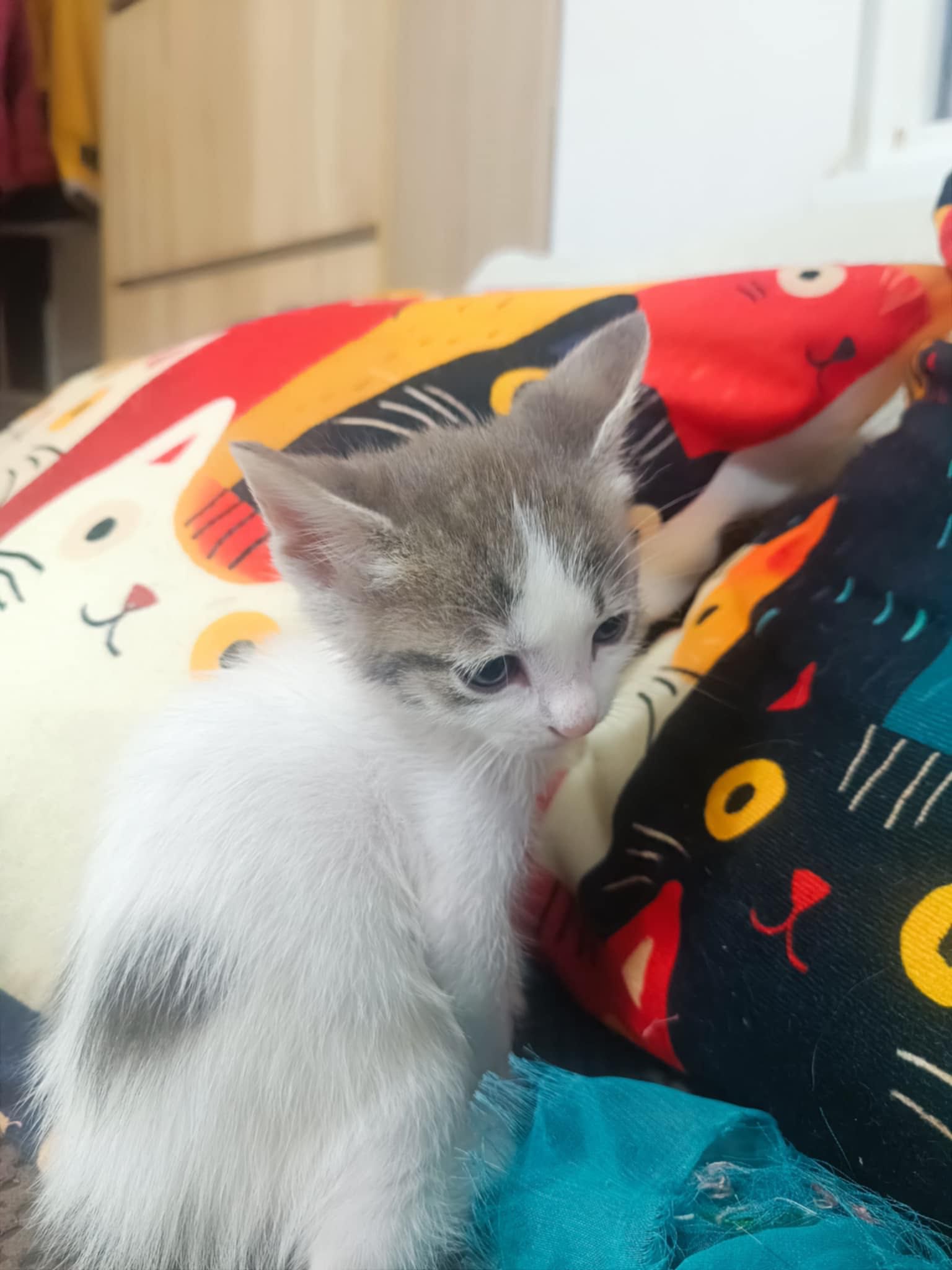Подарявам сладки котенца