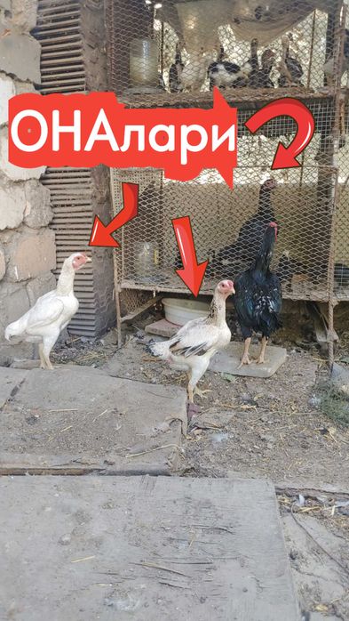 КО ШАМО японка хуроз жужалари сотилади