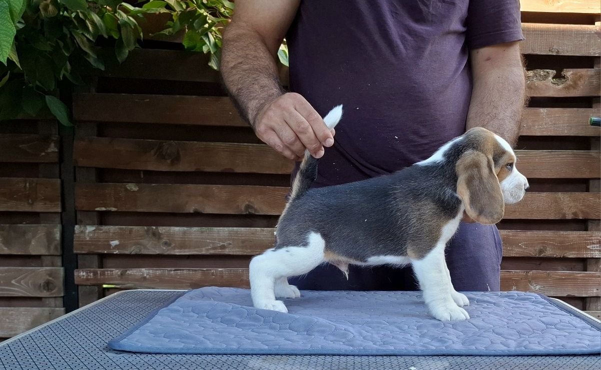 Pui Beagle tricolor din părinți cu pedigree