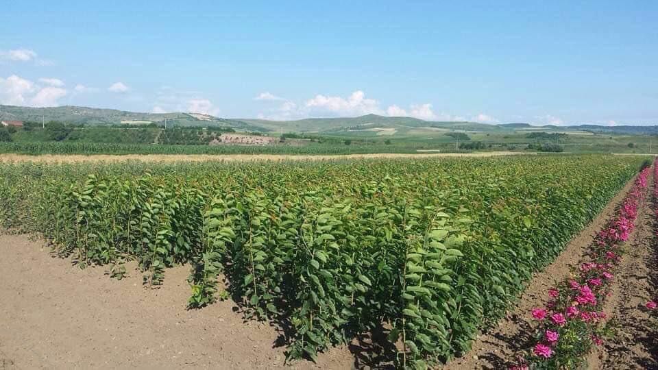 Pomi fructiferi măr păr prun cireș vișin cais piersic  nuc dud alun