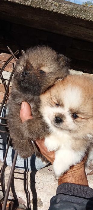 Продавам померан