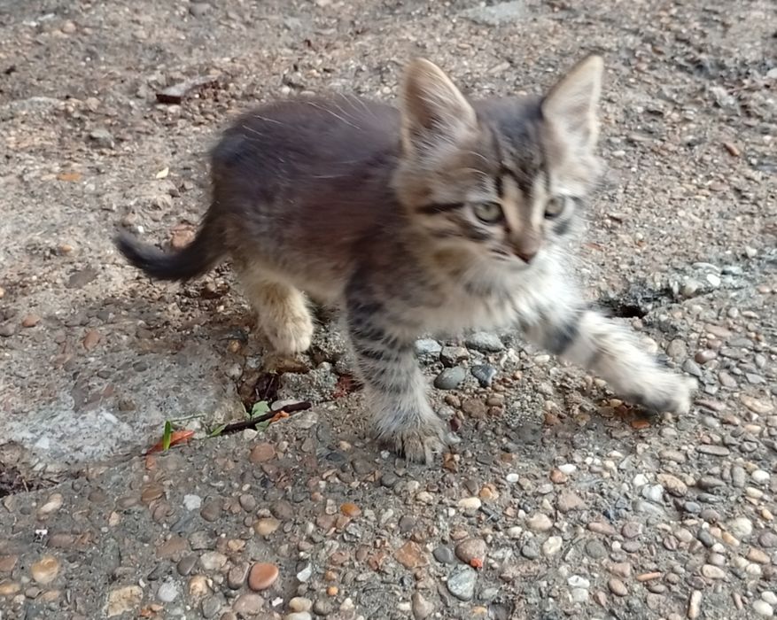 Donez patru pisoiașii pufoși, blânzi și dornici de joacă