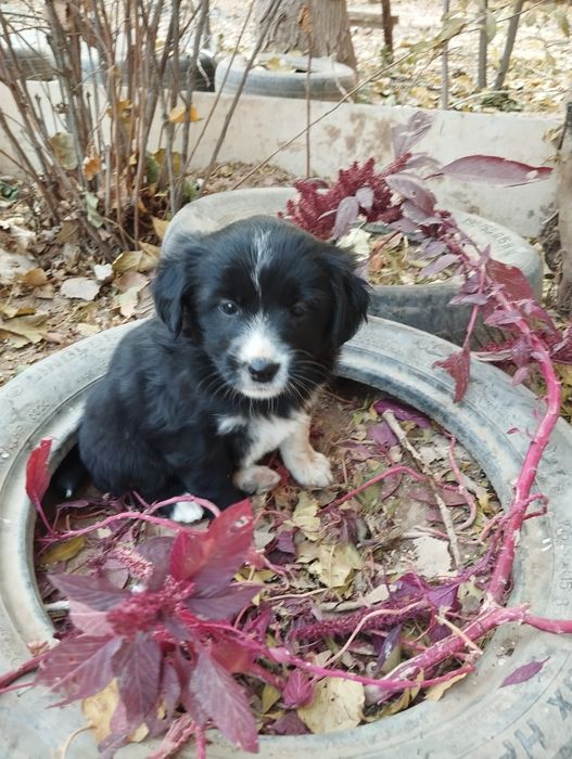 Щенки - девочки , отдам бесплатно в добрые руки