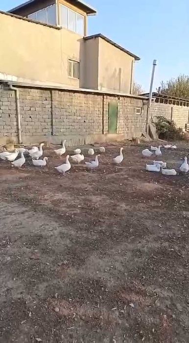 Молодые домашние гуси (20 шт.), здоровые, активные