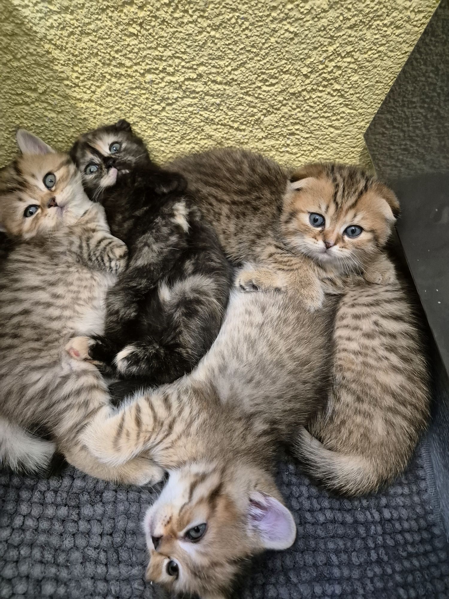 Шотландски котета
