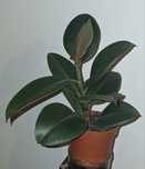 Plante apartament