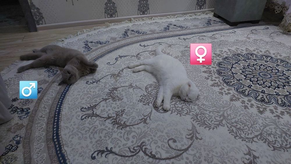 Продам 2 породистых новорождённых котёнков.