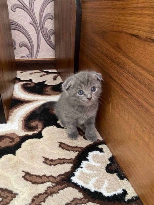 Проаются чистокровные котята