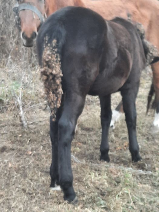 Продам  ургашы  девочка