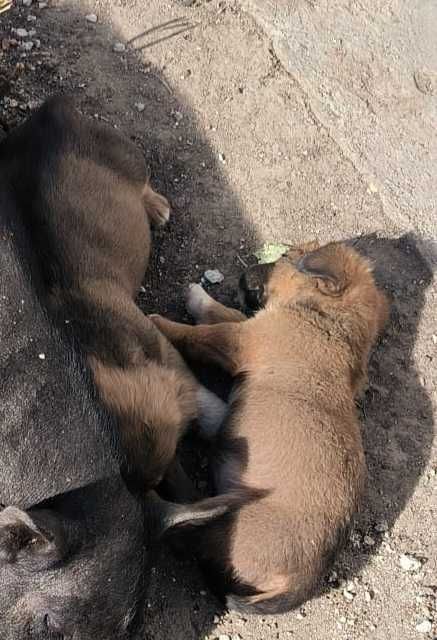 Căței în adopție