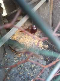 Продавам мъжки фазани  излюпени май месец и декоративни  пилета
