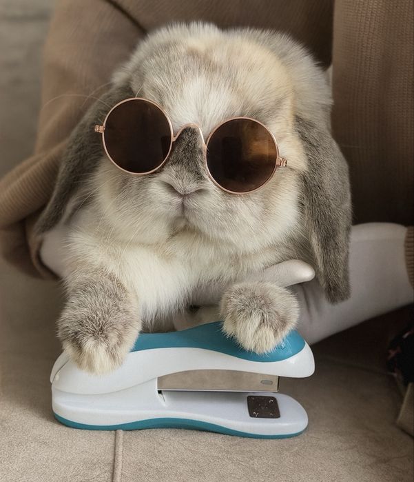 Карликовые декоративные вислоухие кролики