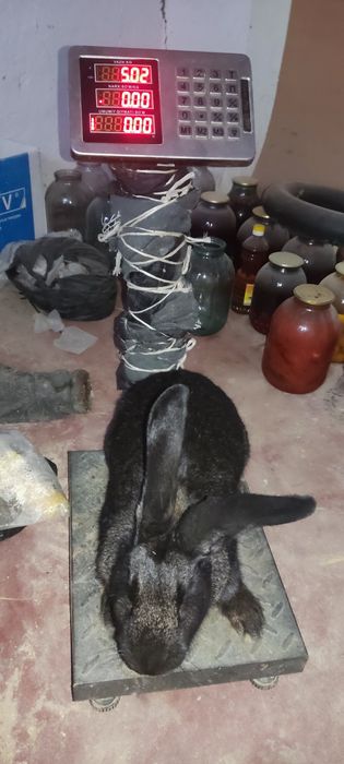 Flandr gigant quyon sotiladi