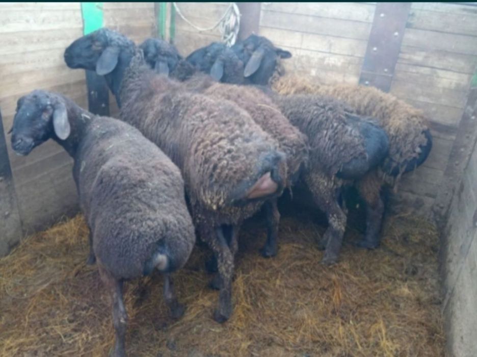 Семіз қойлар тоқтылар