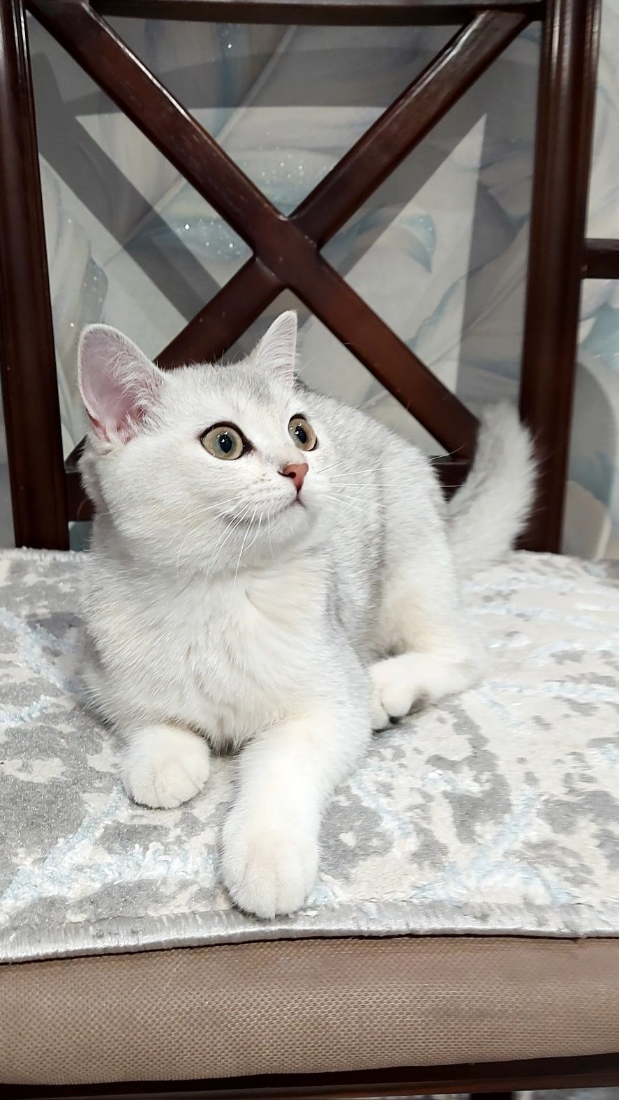 Biritanskiy seribristiy shinshilla 6 oyli qiz