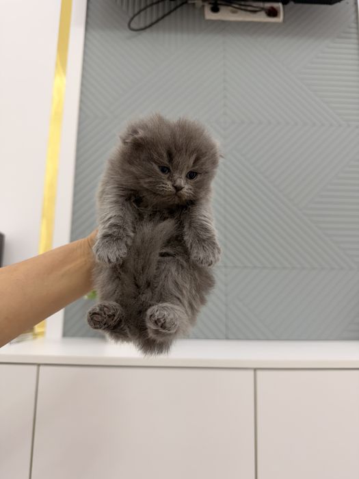 Котята Фолд