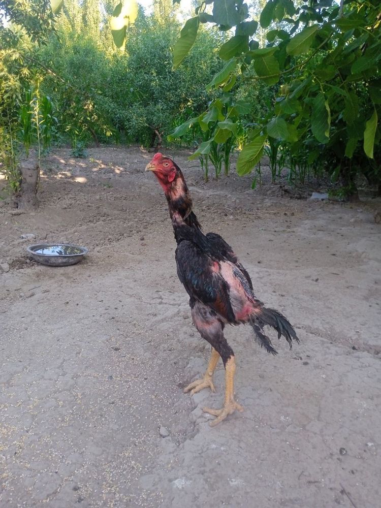 Dakang 1 yoshli zotdor