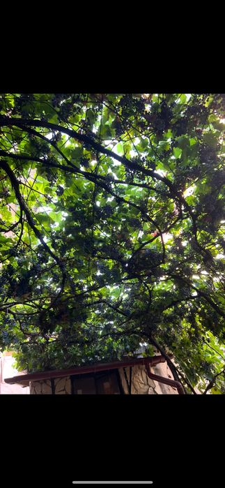 Грозде червено бяло от асма