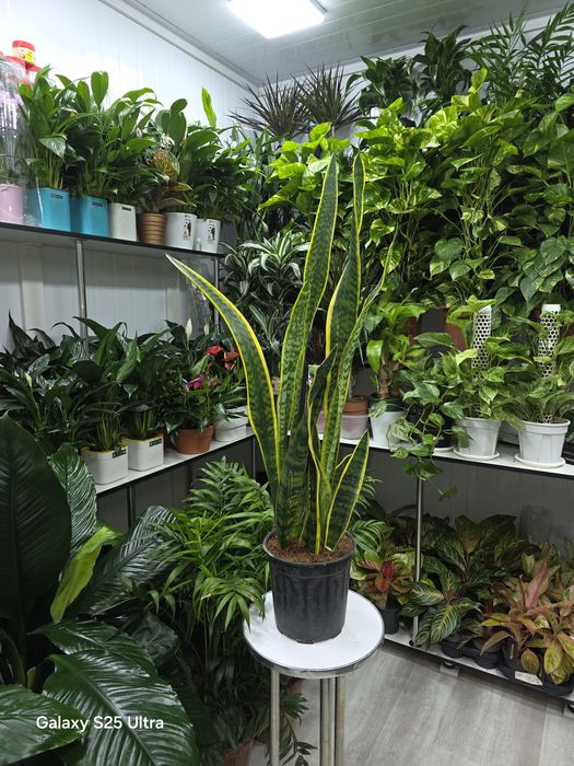 Sansevieriya baland boʻyli