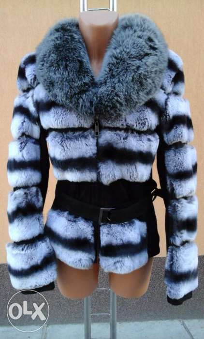 haina blana rex chinchilla