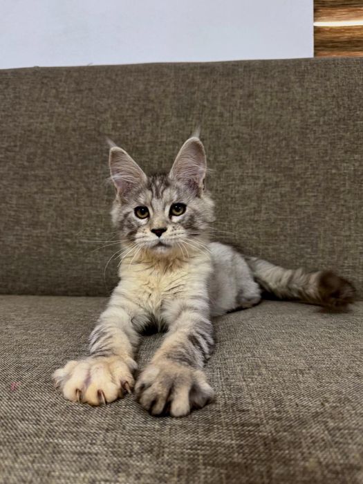 Maine coon cu pedigree felisa autorizata