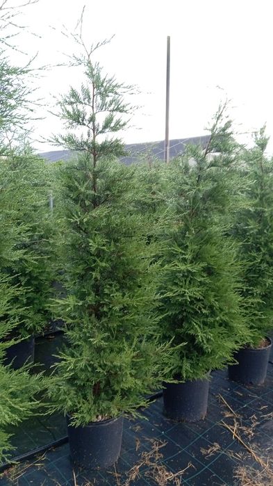 Chiparos leylandii la oferta 100 ron