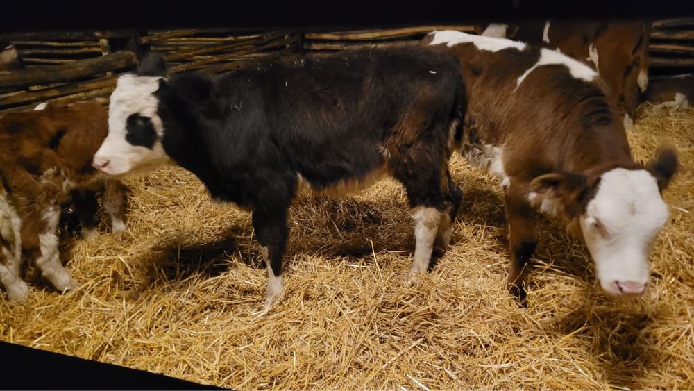 Vand vitei sugari si intarcati