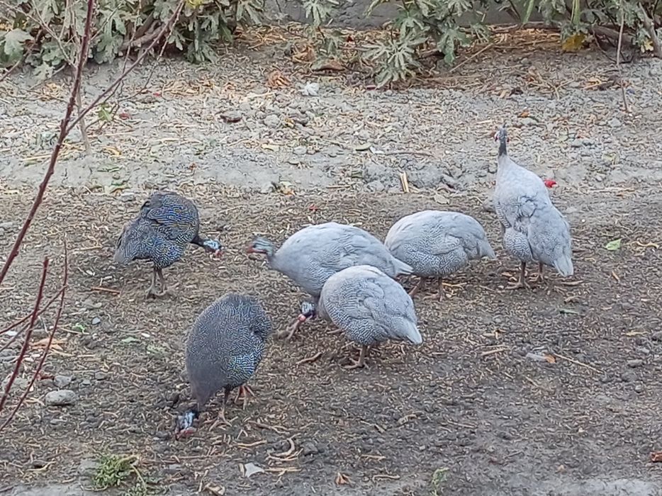 Тесарка сотилади