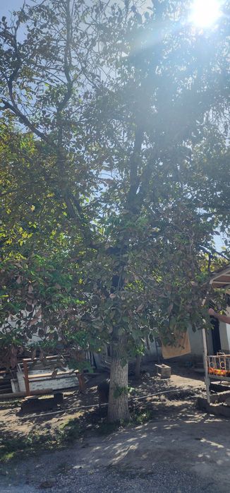 Ёнгок дарахти...