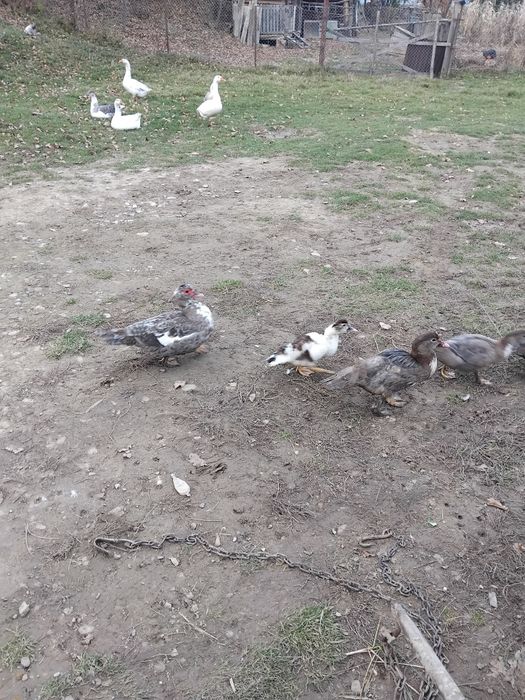 Vand rațe mute tinere