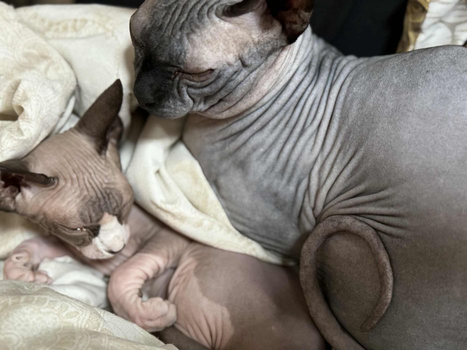 Котки Канадски сфинкс