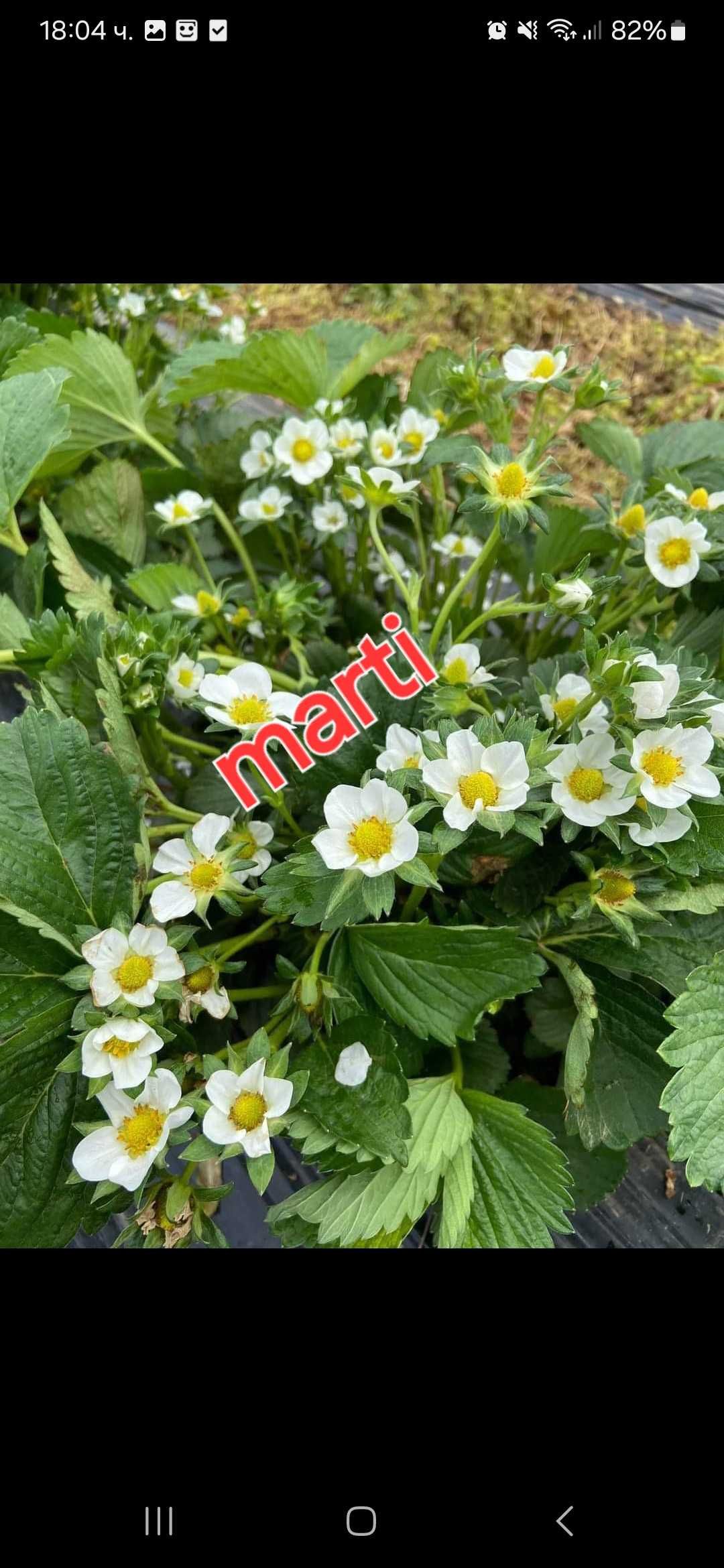 Разсад ягоди и малини