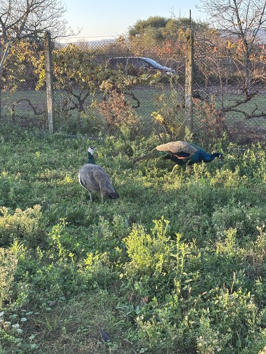 Чифт пауни мъжки женски