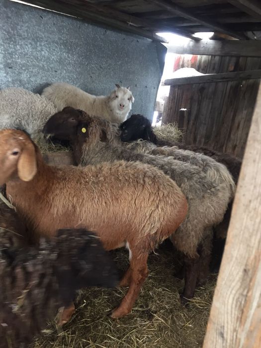 Продам жирных баран г.Павлодар