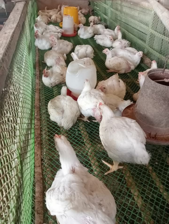 Pui alb  de 3 kg