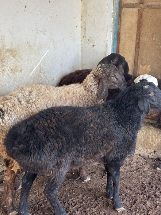 Жас мал ҚОШҚАР сатылады