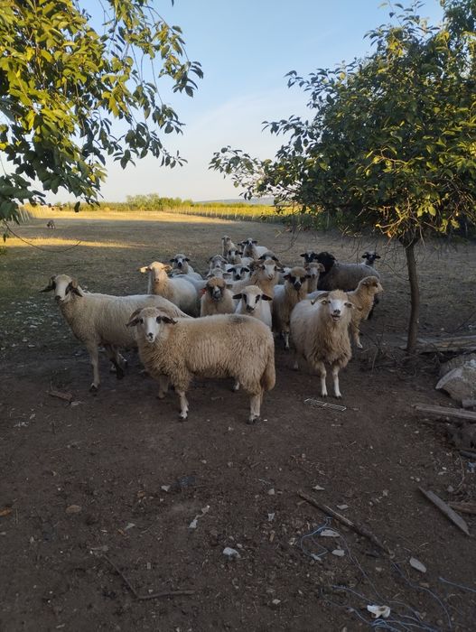Oi țurcane frumoase