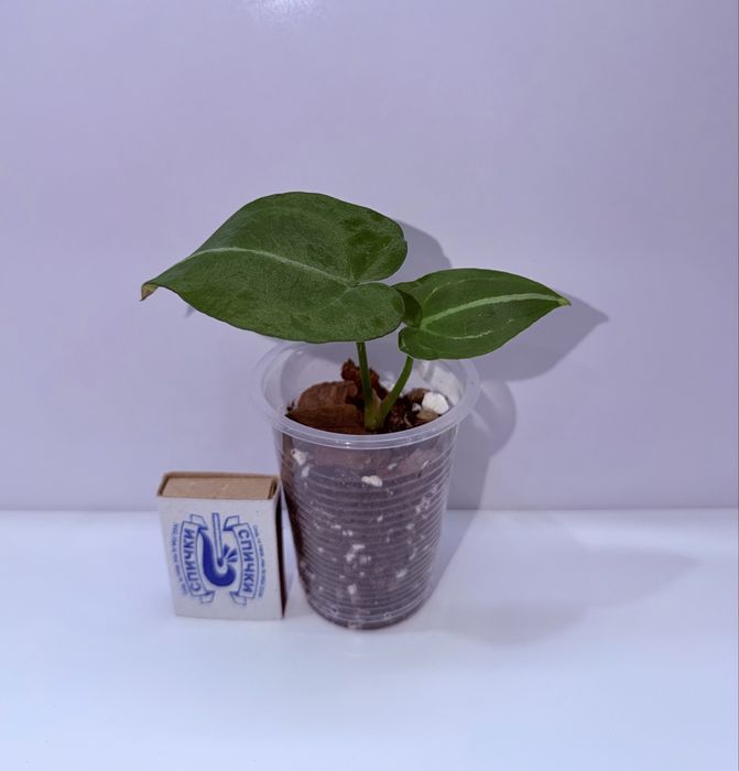 Антуриум, комнатные растения, комнатные цветы