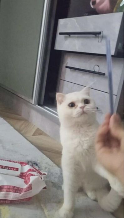 Skotish fold 7 oylik ayol mushukcha