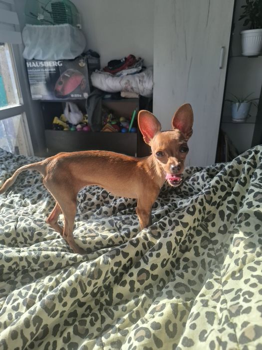 Продавам куче руски тои териер