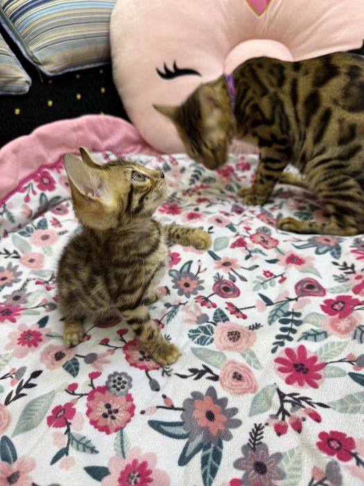 Бенгальская кошка