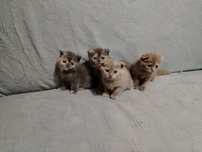 Шотландские котята"скотиш фолд"
